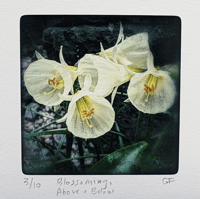 Image 1 of Limited Edition Print: Blossoms, Above and Below