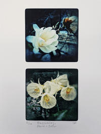 Image 2 of Limited Edition Print: Blossoms, Above and Below