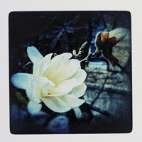 Image 3 of Limited Edition Print: Blossoms, Above and Below