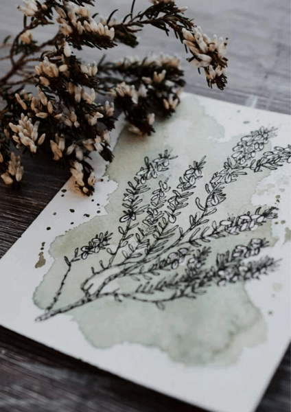 Image of Scottish Heather