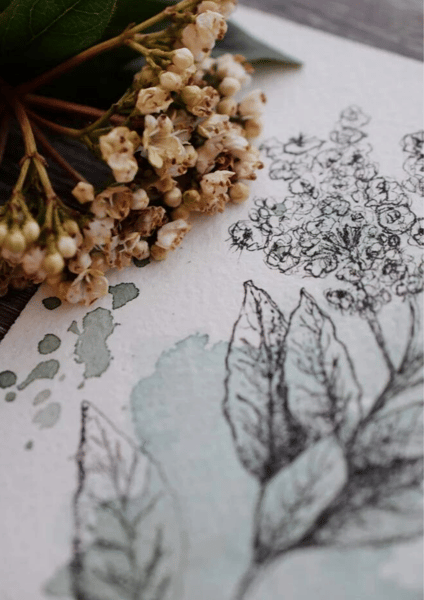 Image of Snowball Viburnum