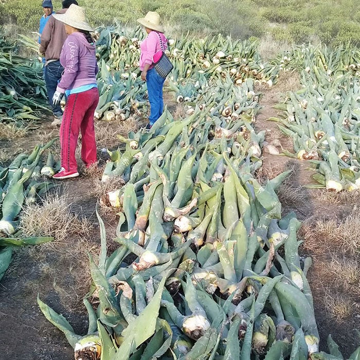 Image of Handmade Agave Dish Brush