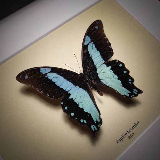 Image of Papilio bromius 