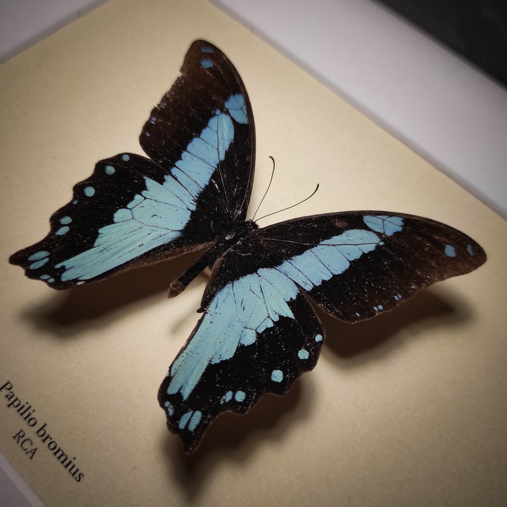 Image of Papilio bromius 
