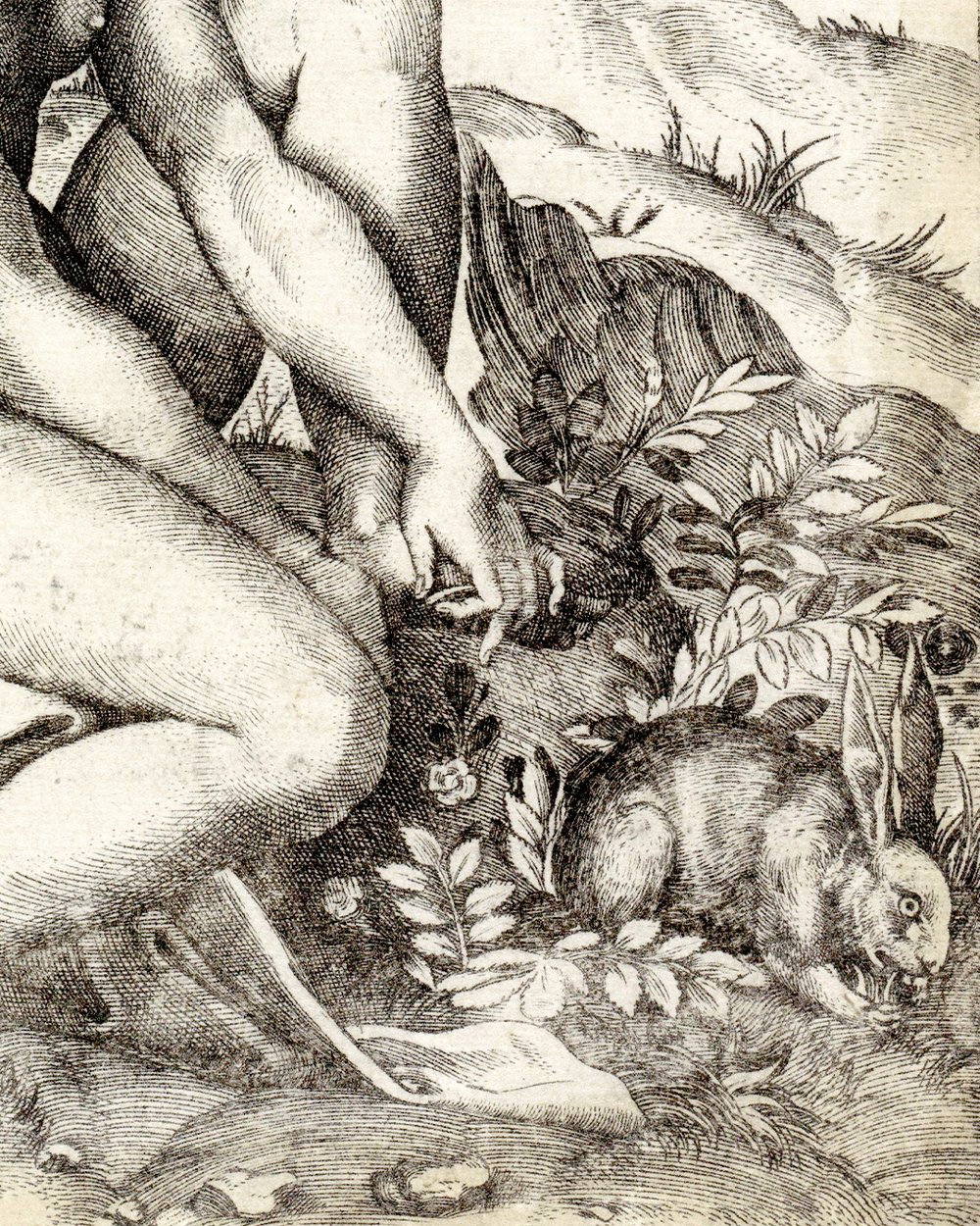 ''Venus and the rose'' (1498 - 1532)