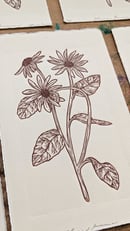 Image 3 of Olearia pannosa Linocut Print