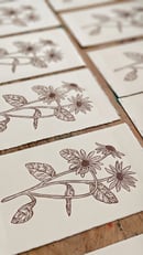 Image 4 of Olearia pannosa Linocut Print