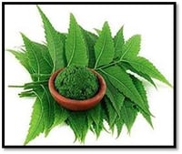 Neem  Leaf