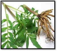 Image 1 of Valerian Root