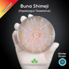 Buna Shimeji (Hypsizygus Tesselatus) Live Mycelium Mushroom Culture Spawn Seed
