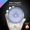 Han Lingzhi (Ganoderma Lingzhi) Live Mycelium Mushroom Culture Spawn Seed