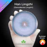 Image 1 of Han Lingzhi (Ganoderma Lingzhi) Live Mycelium Mushroom Culture Spawn Seed