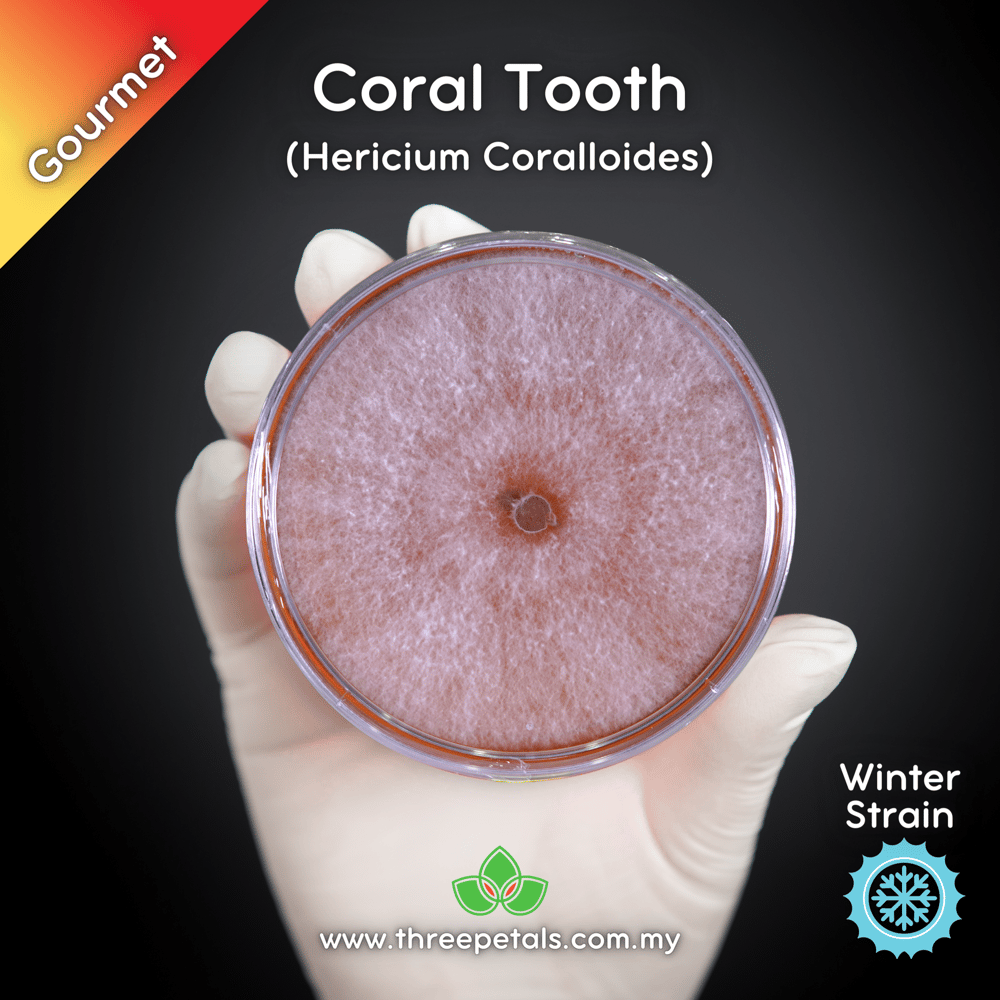 Coral Tooth (Hericium Coralloides) Live Mycelium Mushroom Culture Spawn Seed