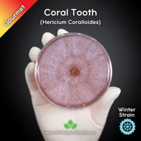 Image 1 of Coral Tooth (Hericium Coralloides) Live Mycelium Mushroom Culture Spawn Seed