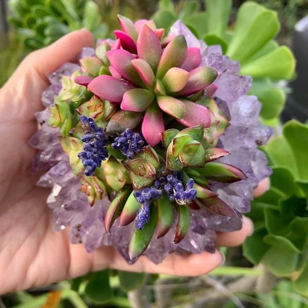 Image of CIRCULAR AMETHYST DESKTOP GARDEN