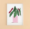 Begonia House Plant Print