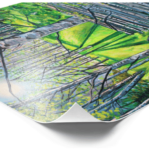 Image of Light On White Birch Print