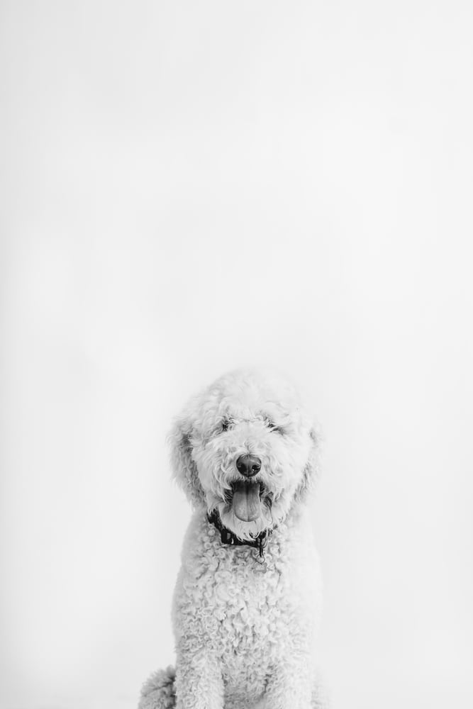 Image of Puppy {Pet}  Portraits : Jenny Cookies Bakeshop 3/4