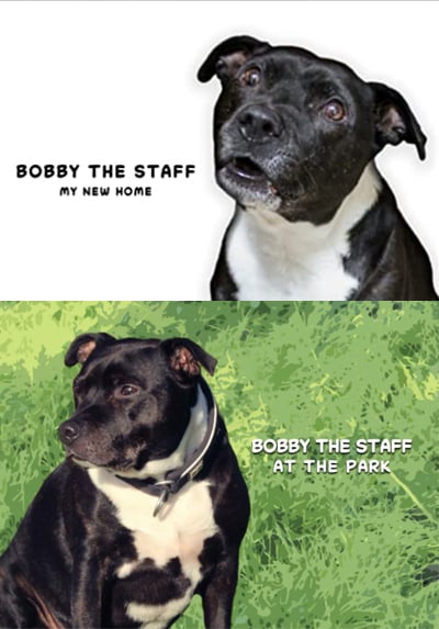 Bobby the Staff: My New Home + At The Park - Bobby Rose