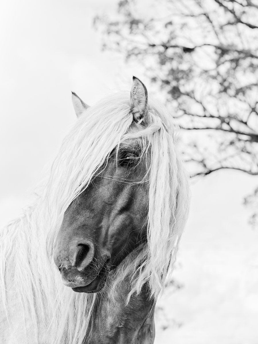 Image of Silver - The Rosemarkie Highland Stallion BW