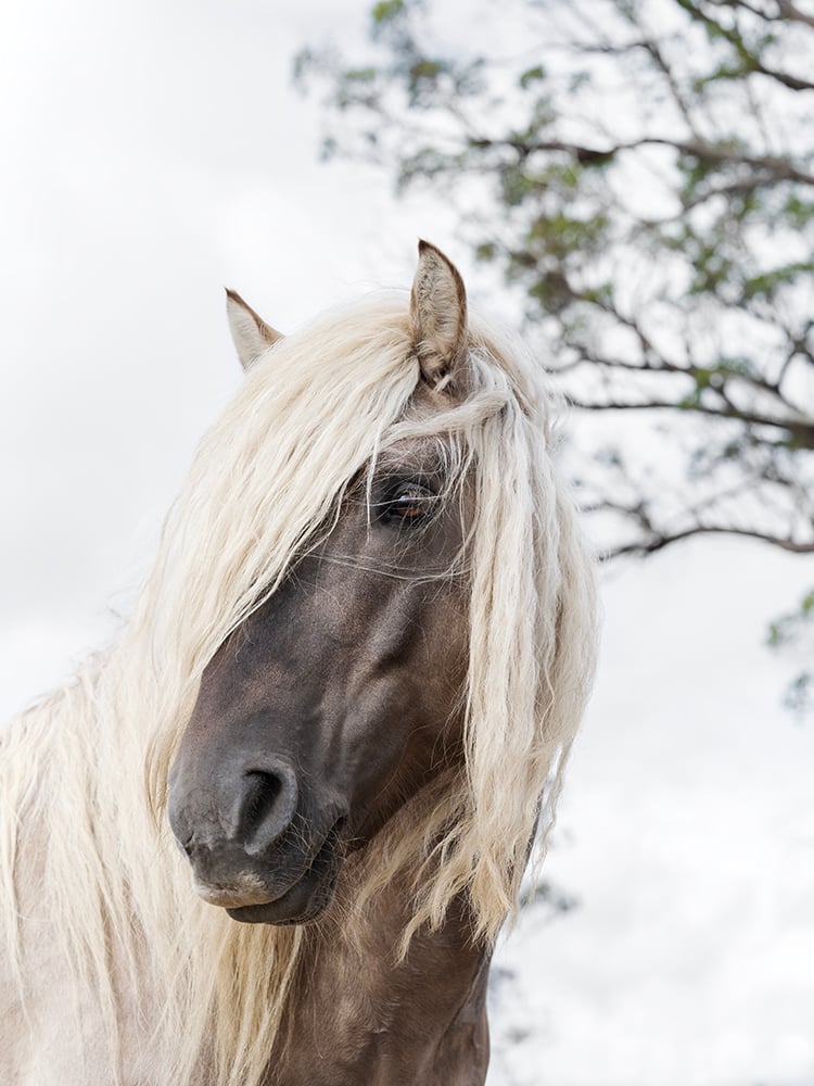 Image of Silver - The Rosemarkie Highland Stallion