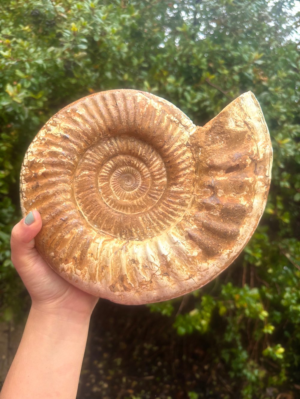 8.5 lb ammonite fossil
