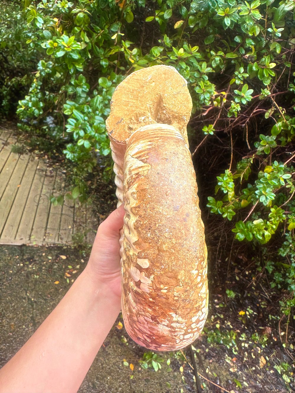 8.5 lb ammonite fossil