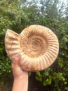 8.5 lb ammonite fossil