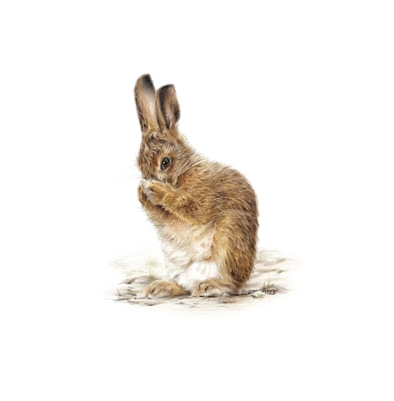 Image of 'Shy Leveret' Limited Edition Mini Print