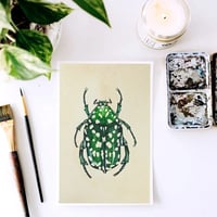 Image 2 of Protaetia Beetle LIMITED EDITION PRINT 