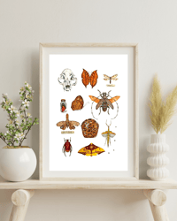 Image 2 of Cabinet of Curiosities watercolor illustration PRINTS
