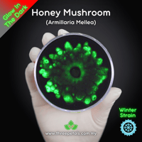 Image 1 of Honey Mushroom (Armillaria Mellea) Live Mycelium Mushroom Culture Spawn Seed