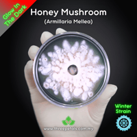 Image 2 of Honey Mushroom (Armillaria Mellea) Live Mycelium Mushroom Culture Spawn Seed