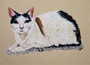 Image 2 of Pet Portraits