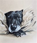 Image 1 of Pet Portraits