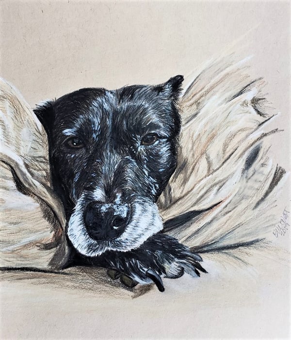 Image of Pet Portraits