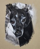 Image 5 of Pet Portraits
