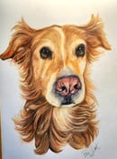 Image 4 of Pet Portraits