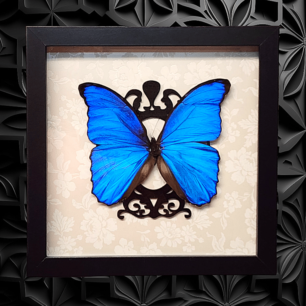 Blue Morpho White Floral