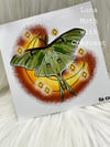 5"x5" Insect prints (5 options) C