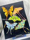 Luna Moth print (2 sizes available)