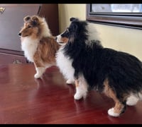 Image 2 of  9" Standing Sheltie/sable,tri or blue merle
