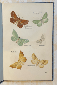 Image 2 of German moth book