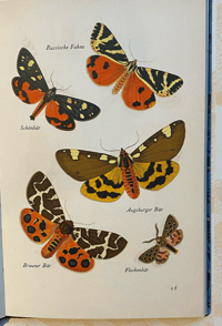 Image 3 of German moth book