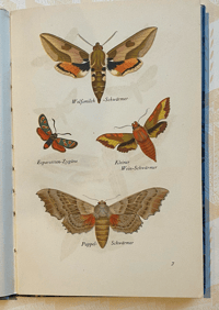 Image 4 of German moth book