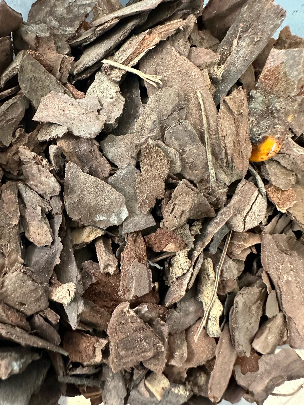 Image of Fir Bark