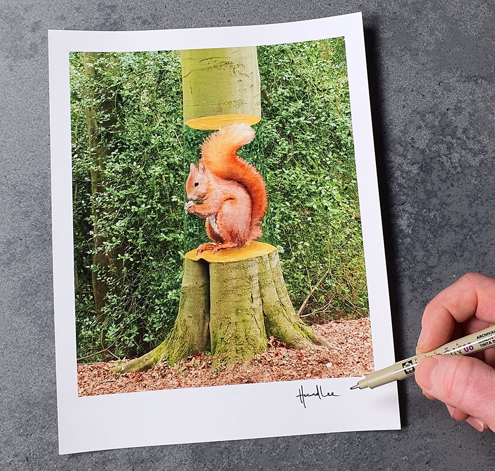 Image of Squirrel Tree 10 x 8 Signed Print