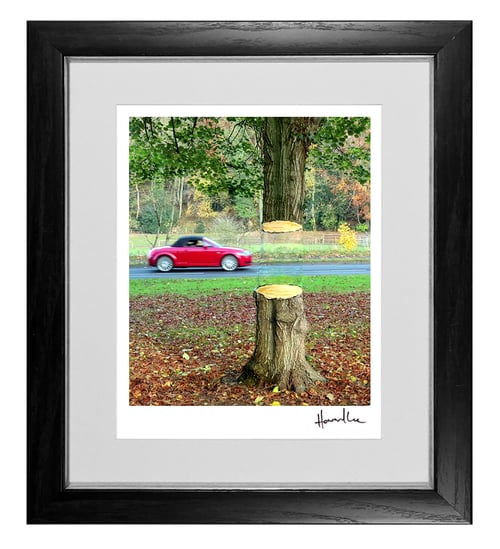 Image of Road Tree Signed 10 x 8 Print