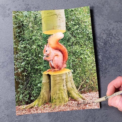 Image of Squirrel Tree 10 x 8 Signed Print