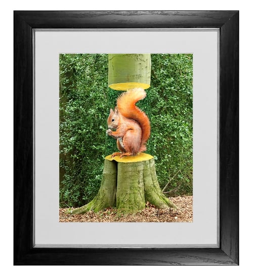 Image of Squirrel Tree 10 x 8 Signed Print